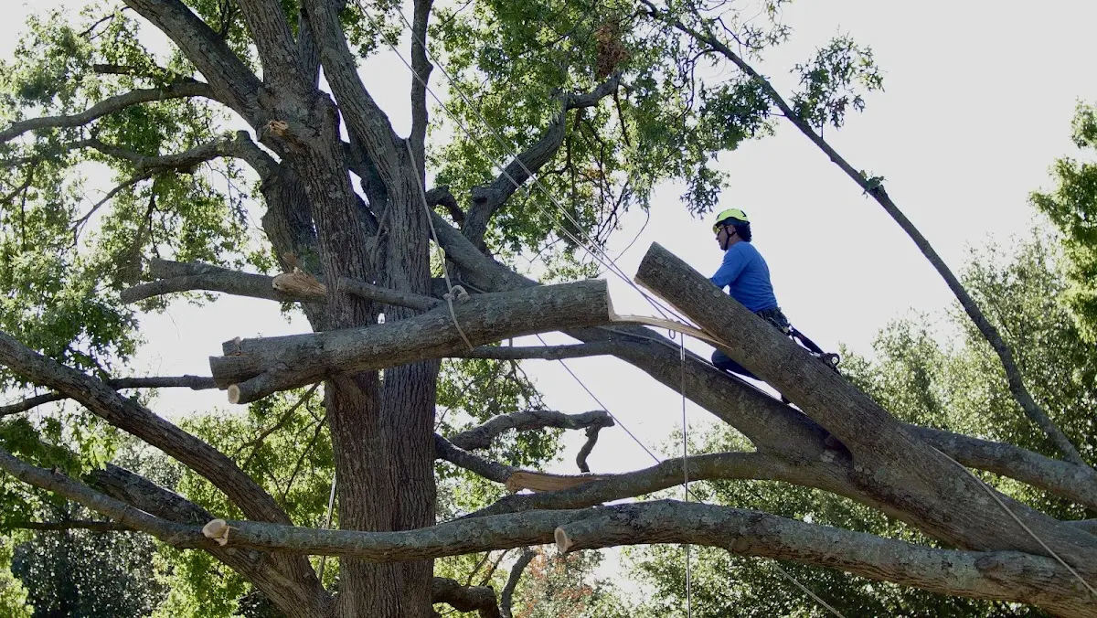 Professional Crown Thinning performed by certified arborists in Grayson