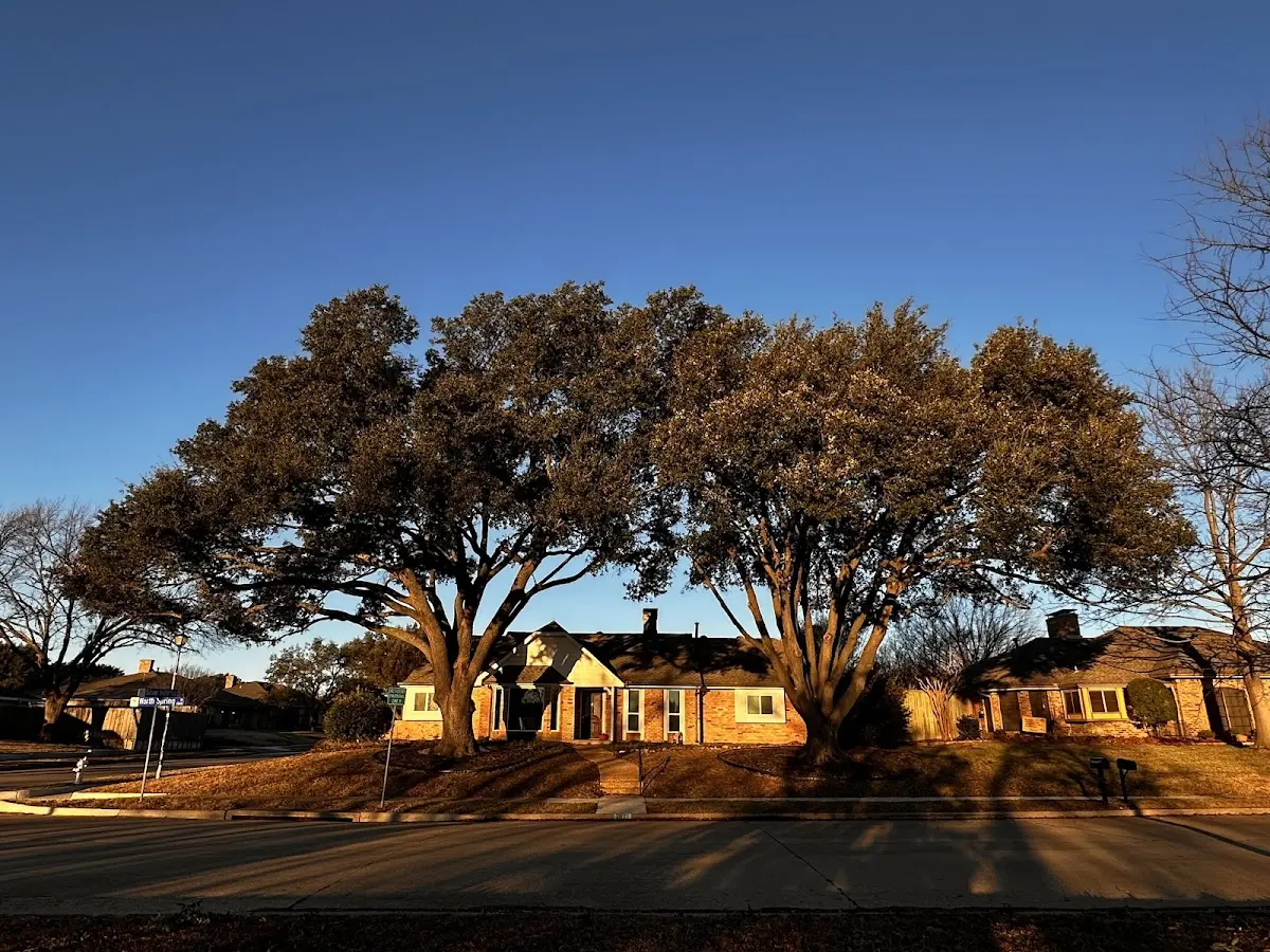 Established residential canopy tree shading a home in Grayson